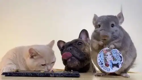  猫咪食物掉在桌子上被狗狗舔了一口,小猫嫌弃的表情好搞笑