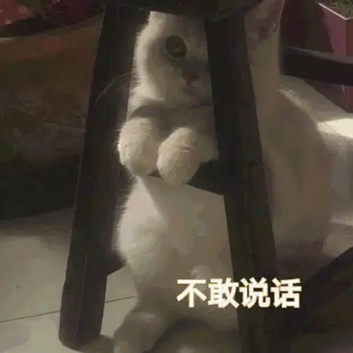huh猫表情包动图人寰