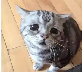  十大网红猫咪,你最钟意哪一款
