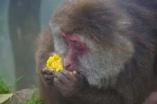  花样游记大赛成都乐山峨眉山