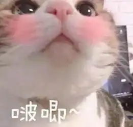  搞笑的猫咪表情包31张,拿去折腾男朋友吧