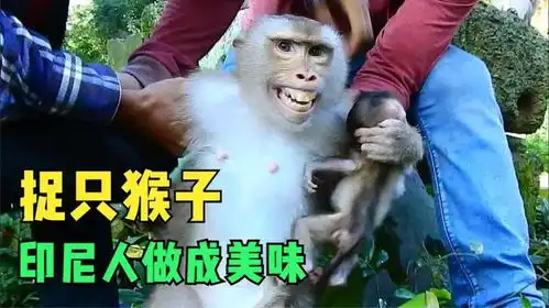  没有一只猴子能逃得出印尼,可怕的峨眉山猴子就是印尼人的美味