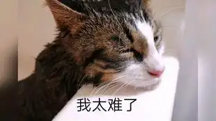  怕烘干中的小宝贝无聊,安排专人陪玩,给我逗它