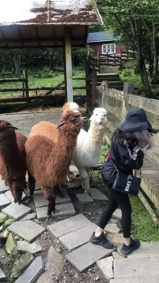  万万没想到,今生会被羊驼吐口水