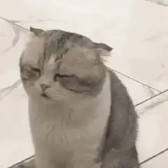  有这样的猫表情包的动图吗