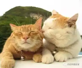  让我萌化你的心,喵