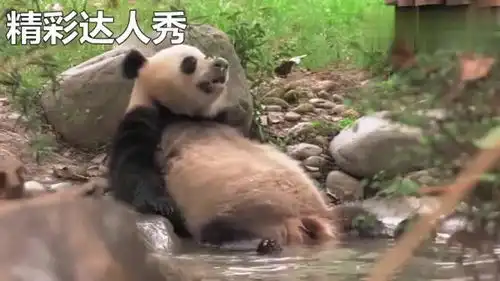  自带卖萌技能的大熊猫,在水池中享受悠闲的老年生活
