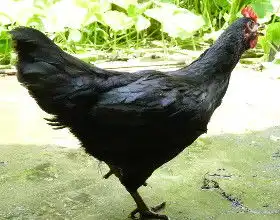  网络114