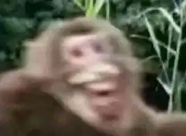 峨眉山的猴子表情包最霸