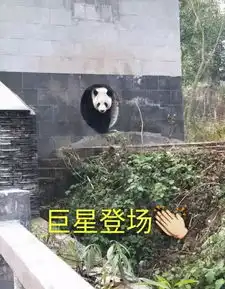  招募大熊猫保护清明小长假,来把滚滚做成表情包吧