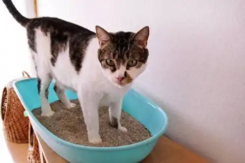  猫咪总是乱尿乱拉屎试试这几招问题可能就解决啦