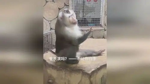  黔灵山的猴子火了每一个动作都是表情包网友这也太优雅了