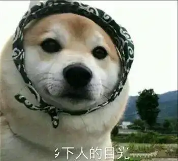  最全沙雕狗子表情包合辑年度最傻狗子都在这儿了