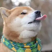  吐舌头的表情包