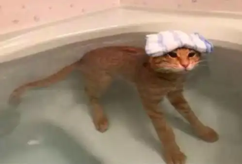 猫咪喜欢洗澡泡澡,每次表情都很享受,网友别人家的猫