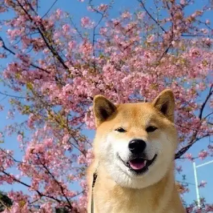 柴犬狗表情包