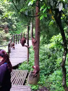  被泼猴狂虐的悲催峨眉山乐山大佛徒步登顶之旅oo更新中...