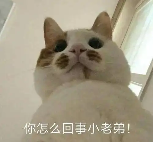 猫屎的表情包沙雕