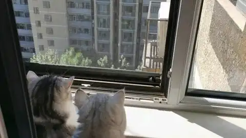  小猫咪第一次看到小鸟,用猫爪摸了摸小鸟,表情太萌了