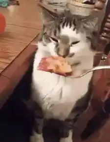  主人亲手做东西给猫咪吃,猫咪的反应让主人寒心了