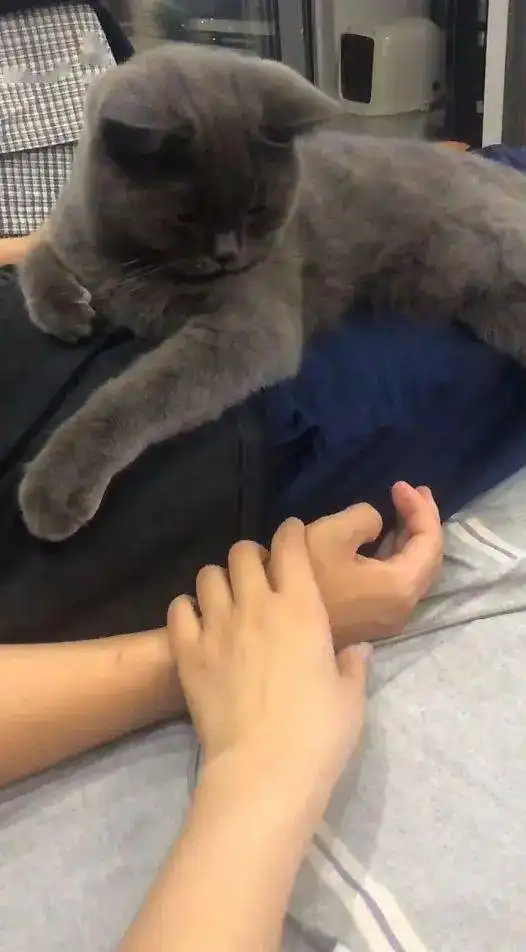  看到主人被别人牵手,蓝猫竟然做出这举动,吃醋表情笑哭网友