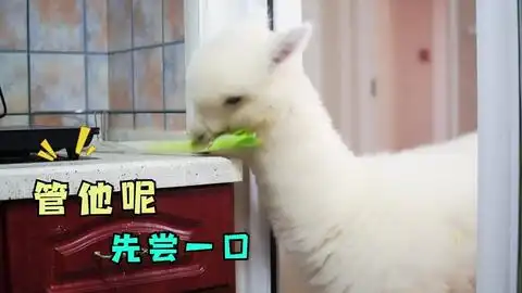  羊驼身上隐藏着一个小机关,只要轻轻一按,口水喷涌而出