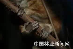  中国最小的灵长类动物