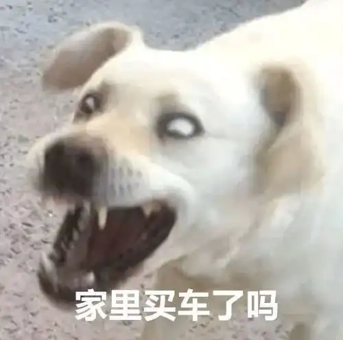  汪表情第25期春节抢红包必备,拿去不谢