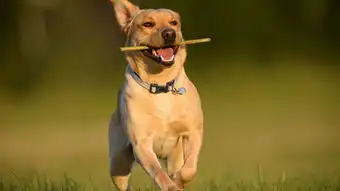  警犬转业成牧鸡犬,点赞犬界小英雄