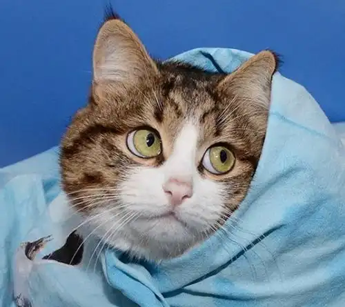  这只猫咪虽然只有两条腿,但它凭借丰富的表情包圈粉无数
