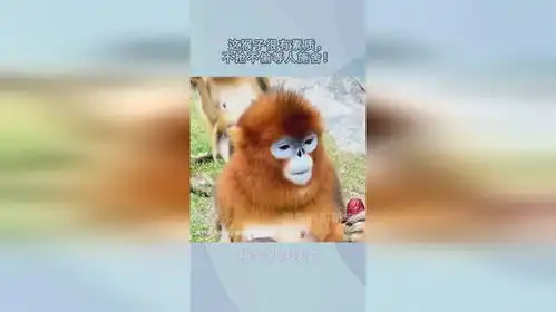  这猴子很有素质,不抢不偷等人施舍,与峨眉山泼猴形成鲜明对比