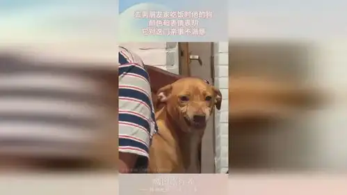  去男朋友家吃饭时他的狗,颜色和表情表明,它对这门亲事不满意