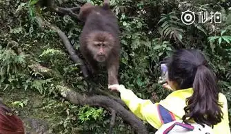  女孩峨眉山手机拍喂猴组图手机4秒被抢走