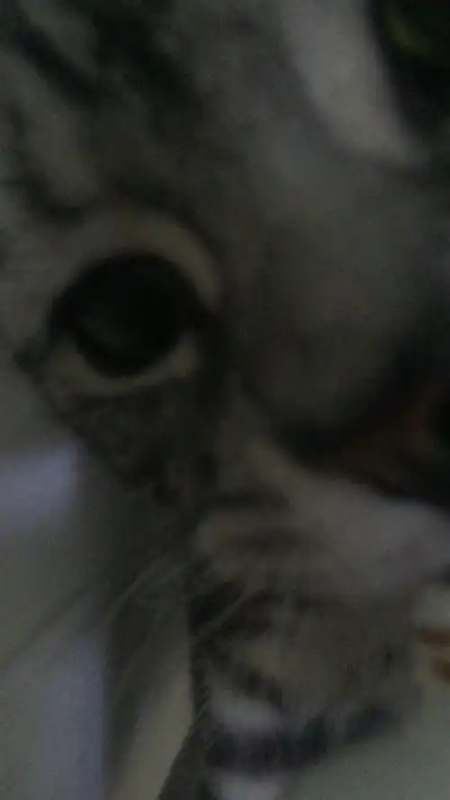  你们的猫子会握手吗