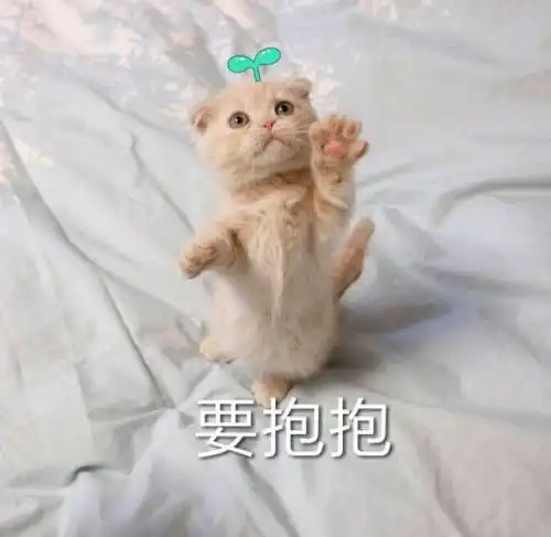  搞笑萌猫表情包求求你嘛,要抱抱