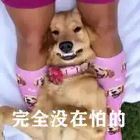  完全没在怕的表情包微信头像图片大全