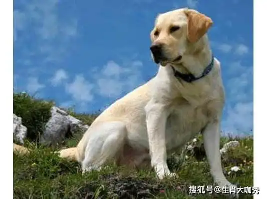  大金狗明天下午1500点整有大囍事发生,接住2020年转鸿运
