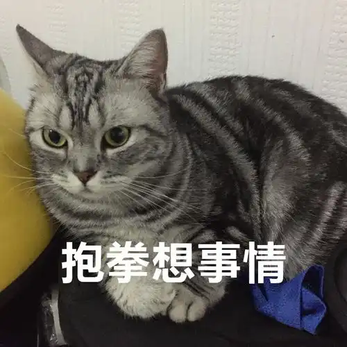  云吸猫七初的表情包和表情包还有表情包