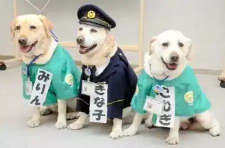  狗狗连年登上日媒,死后葬礼在殡仪馆举行,民众自发为她建了铜像