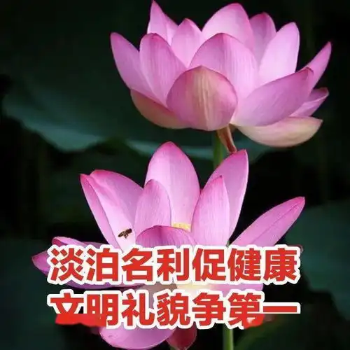 中老年佛系荷花表情包头像