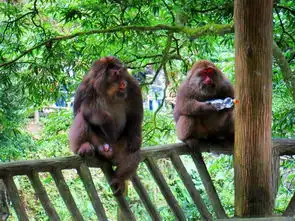 峨眉山的猴子表情包徒步