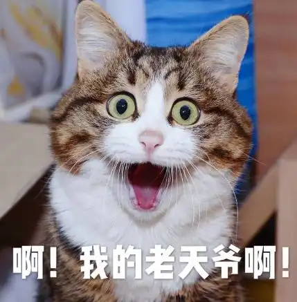  猫咪疾病早知道常见的膀胱结石