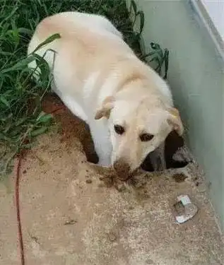  萌图萌化了拉布拉多犬挖土挖到一半睡着了被主人发现后傻笑卖萌