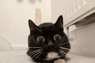  猫咪靠着受惊吓表情被关注,网友每个瞬间都是表情包