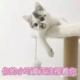  可爱猫咪表情包搞笑文字头像