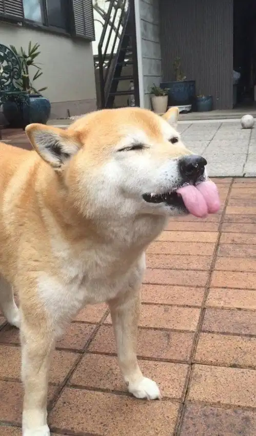  当主人用蛋糕替它庆生时,这只柴犬露出全世界最幸福的表情