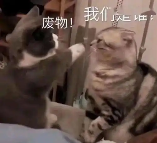  猫咪智商高低大赏哈哈哈哈哈看完笑到窒息