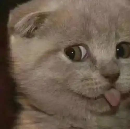  猫咪身上有跳蚤怎么办做到这点很重要