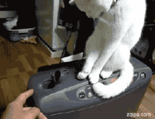 huh猫表情包动图百无聊