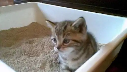  美国短毛猫有这7种表现,说明肚子里有虫,宠主要多关注